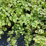Zimozeleň väčšia (Vinca major) ´ARGENTEOVARIEGATA´ - kont. C1.5L 